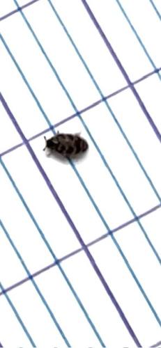 Réf. 328 799 : Attagenus sp.